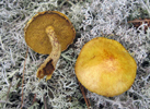 Suillus americanus.